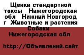 Щенки стандартной таксы - Нижегородская обл., Нижний Новгород г. Животные и растения » Собаки   . Нижегородская обл.